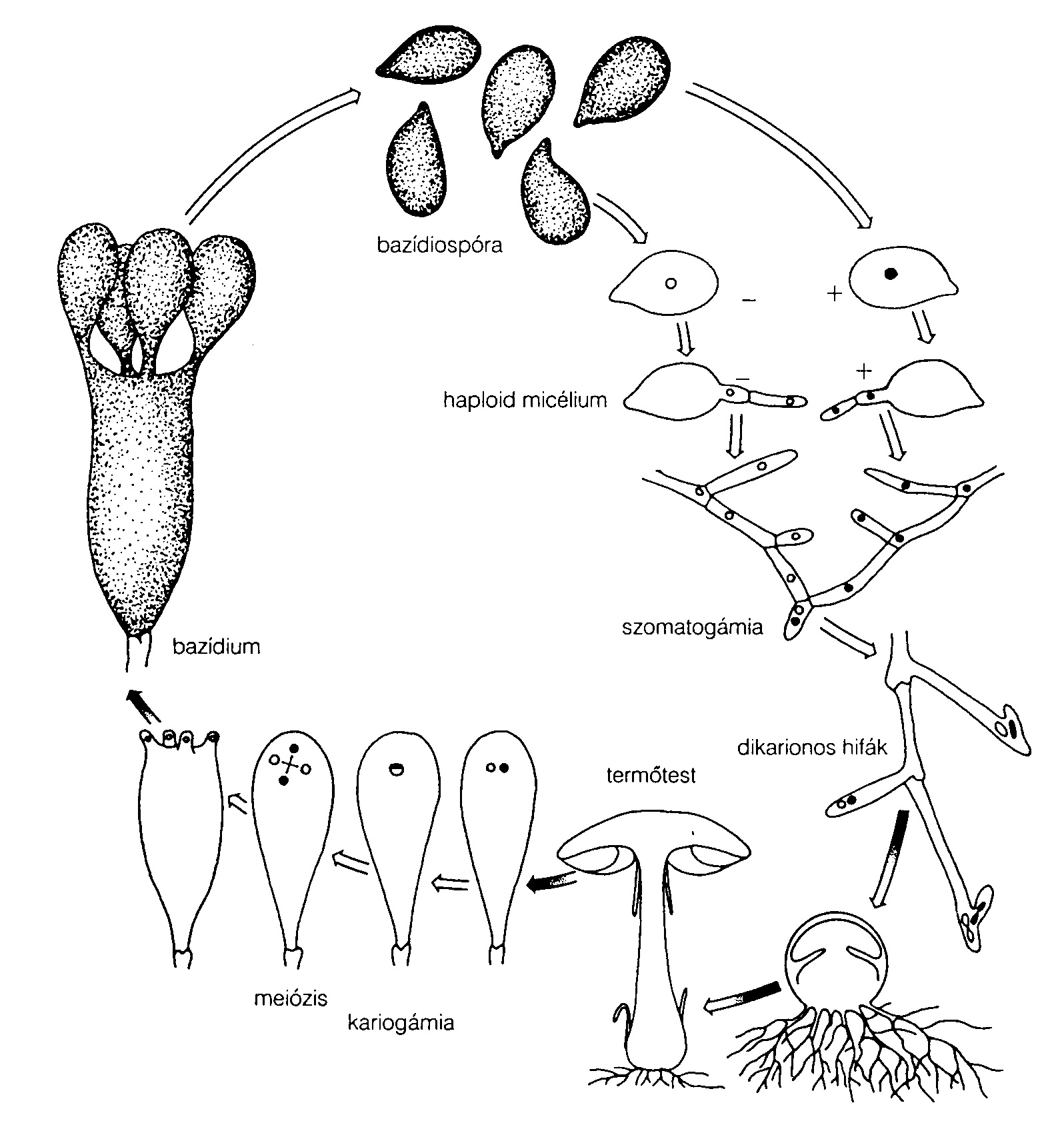az emberi gombaféreg felépítése és szaporodása hogyan gyógyítja meg a férgek petéit